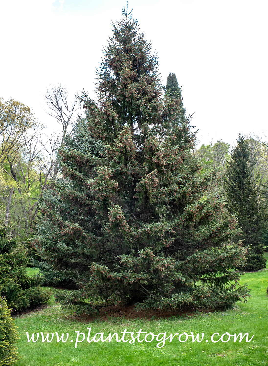 Coerulea White Spruce (Picea glauca Coerulea)